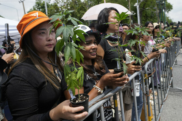 【大麻】大麻解禁から一転、再規制のタイ政府　業者ら「ハンストで抗議」のワケ